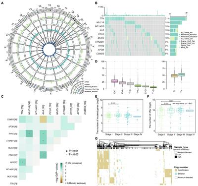 Identification of Mutation Landscape and Immune Cell Component for Liver Hepatocellular Carcinoma Highlights Potential Therapeutic Targets and Prognostic Markers